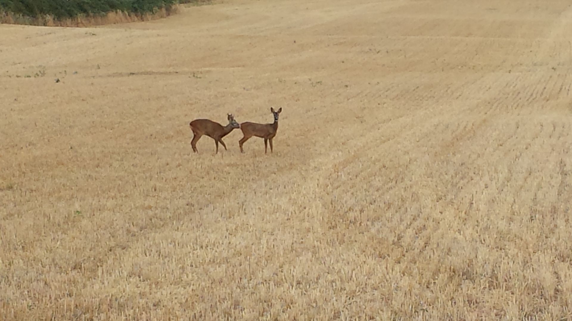 photo 20140802_094633.jpg