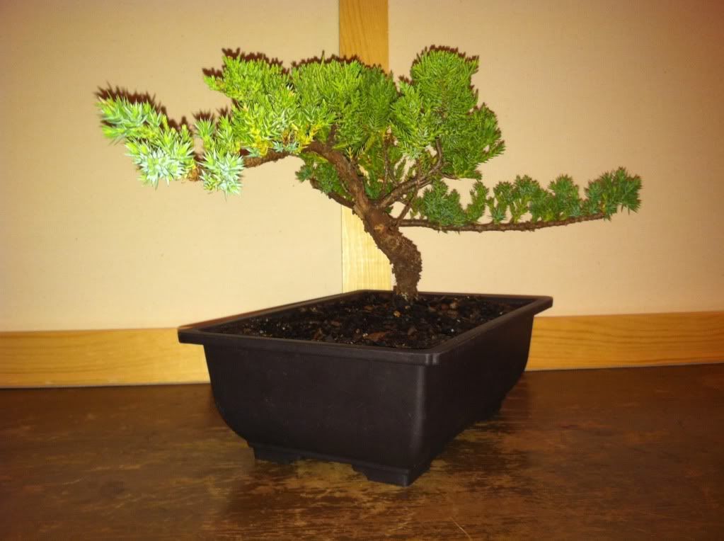 24+ Juniper Bonsai Shapes Tips Hobby plan