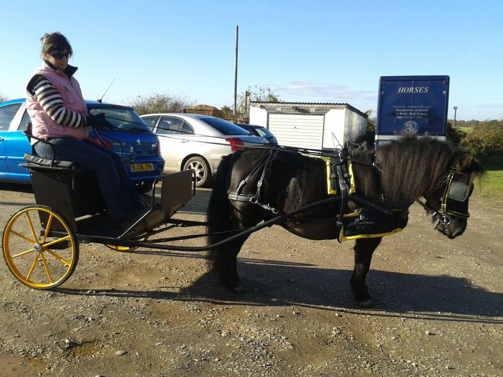 Driving a shetland pony