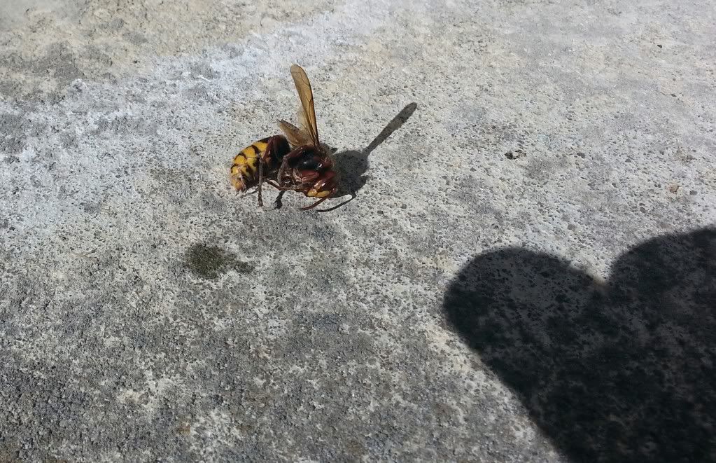 20131006_112754-1.jpg