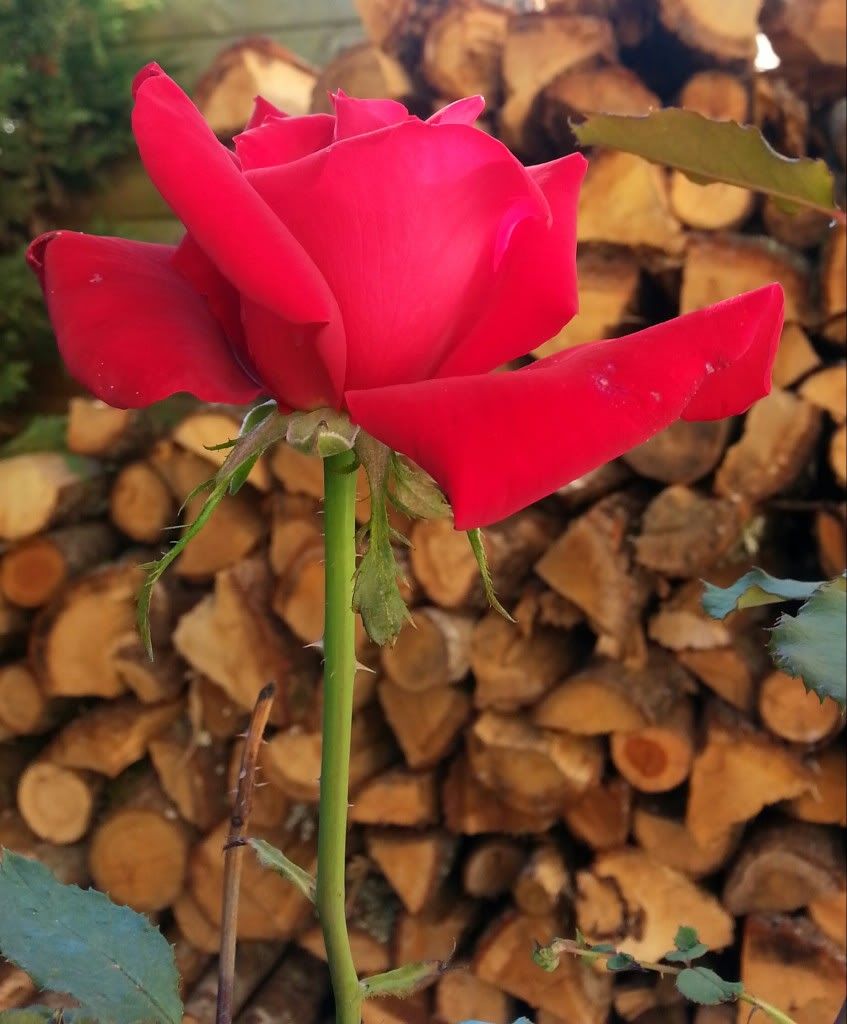 20131007_113847-1-1.jpg