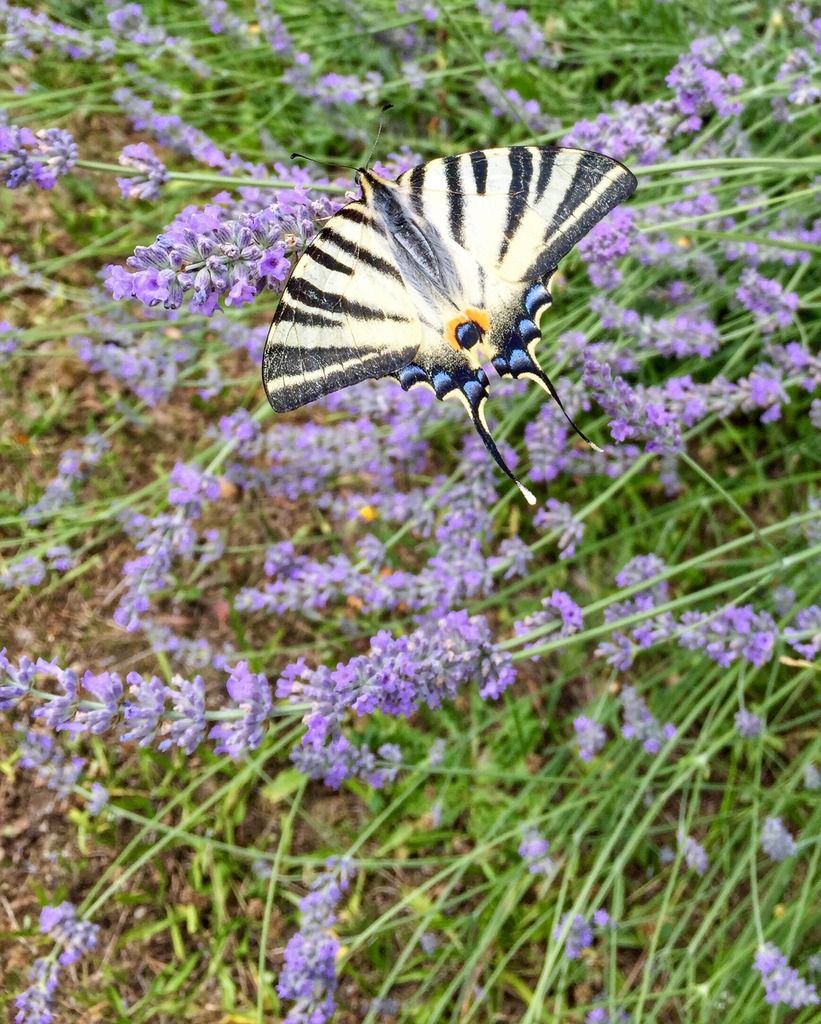 7222DD0E-B374-4755-A8E6-5AB806F56E94_1.j