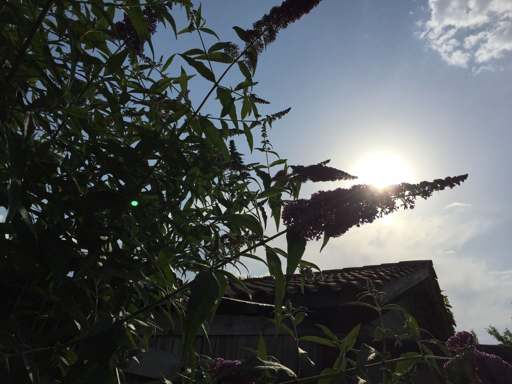 8D8695B7-92F3-443C-B2DF-44BCDCE2349C.jpg