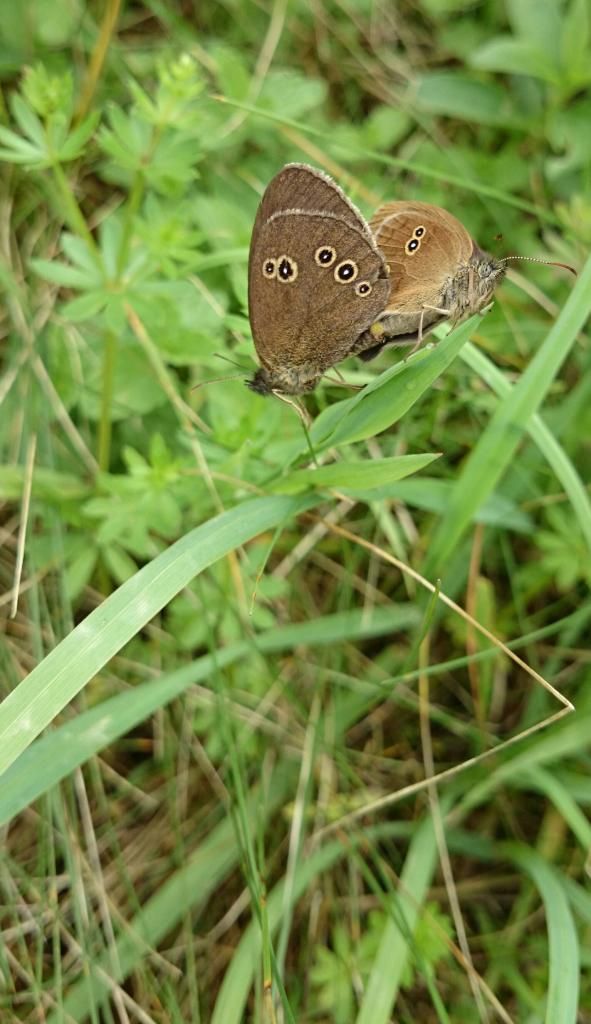 DSC_0805_1.jpg