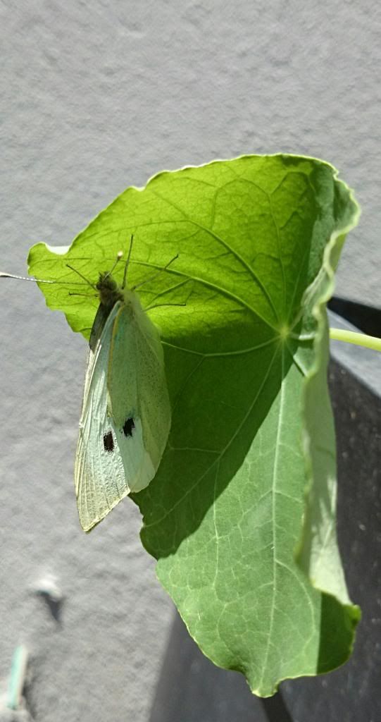 DSC_1398.jpg