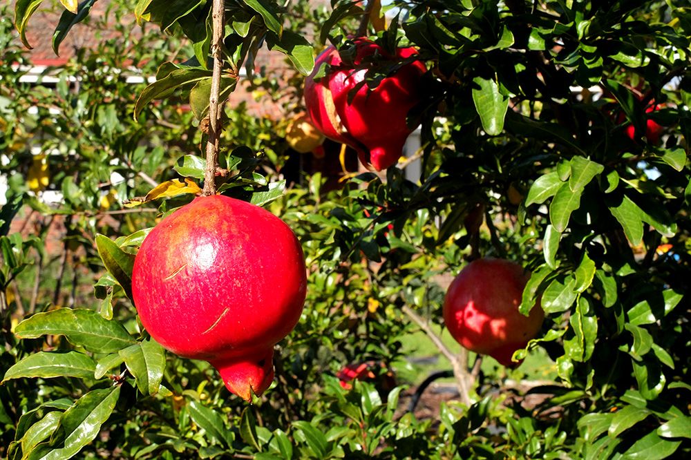 pom_zpsd059757c.jpg
