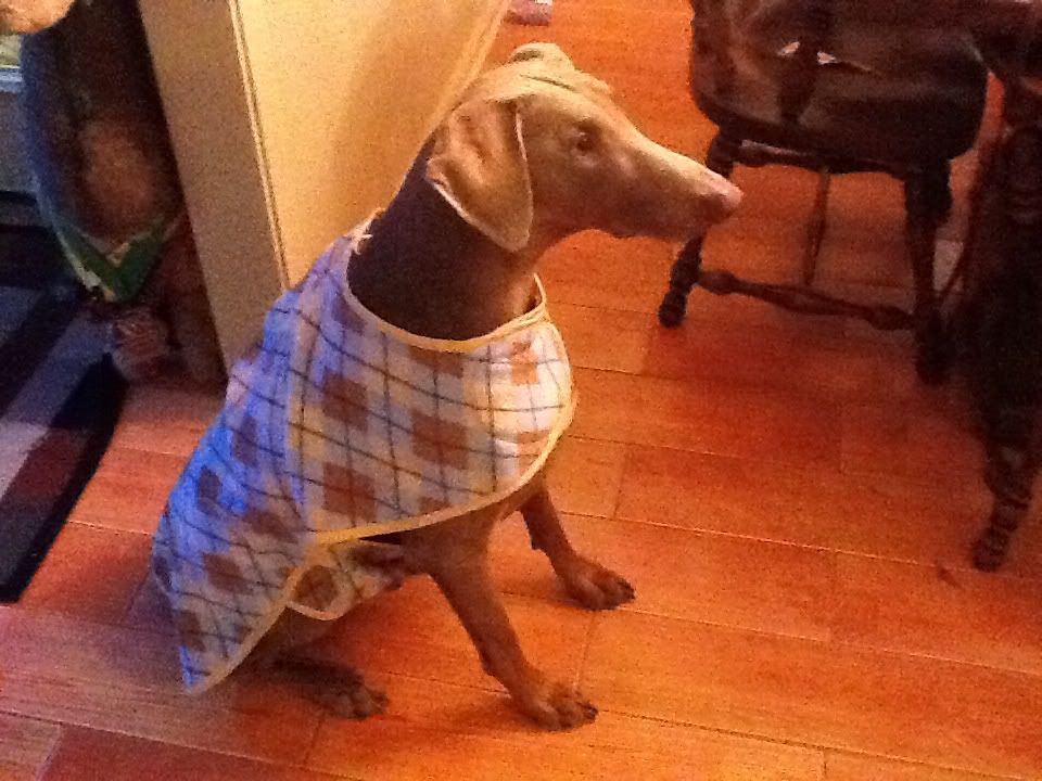 Dog Clothes? Doberman Forum Doberman Breed Dog Forums