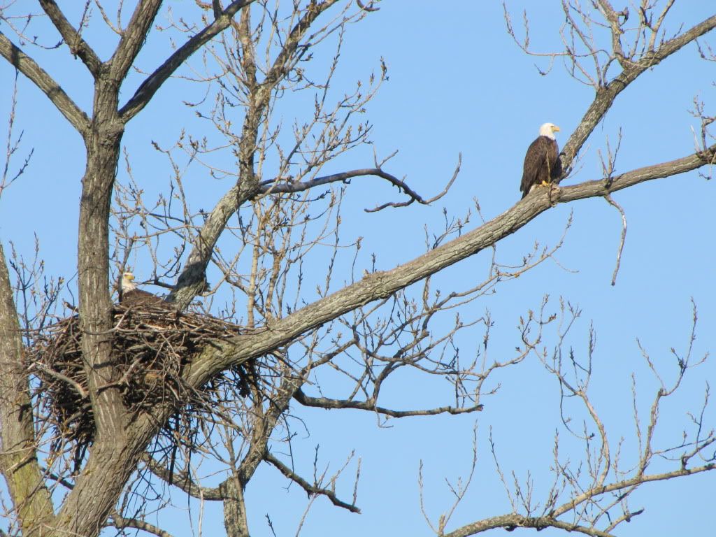 BaldEagle-GWPkwy-March2010-002.jpg