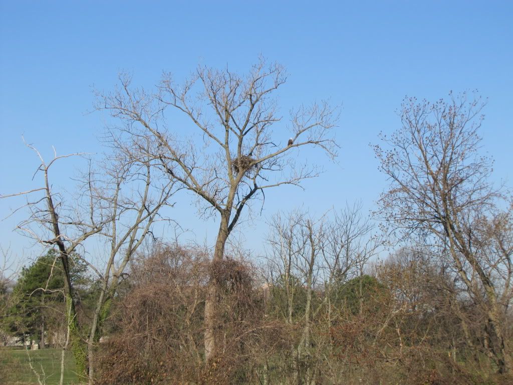 BaldEagle-GWPkwy-March2010-007.jpg