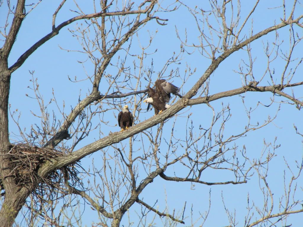 BaldEagle-GWPkwy-March2010-024.jpg