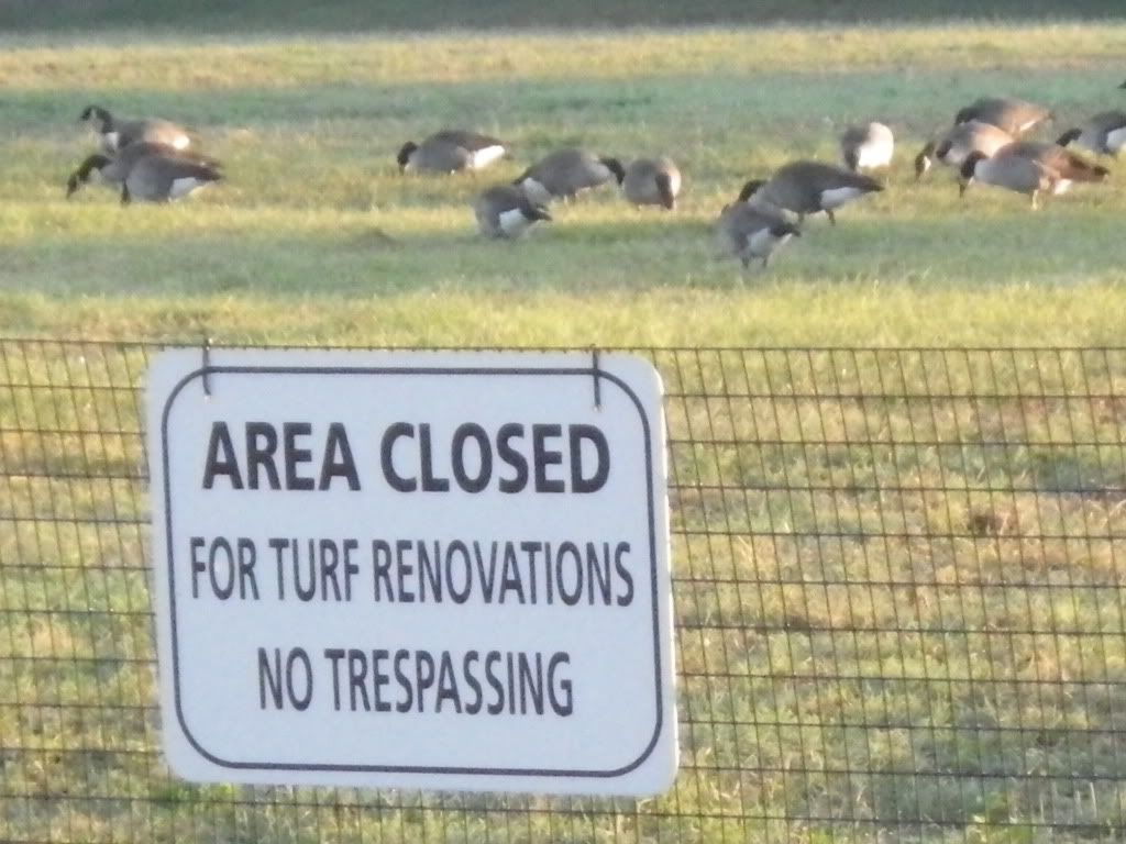 WestPotomacParkGeese201209212_zps9b6e79e2.jpg