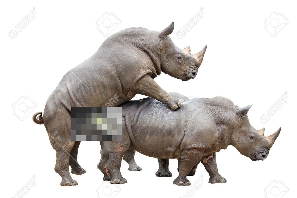 Rhino-mating_zps9pbsodlx.jpg
