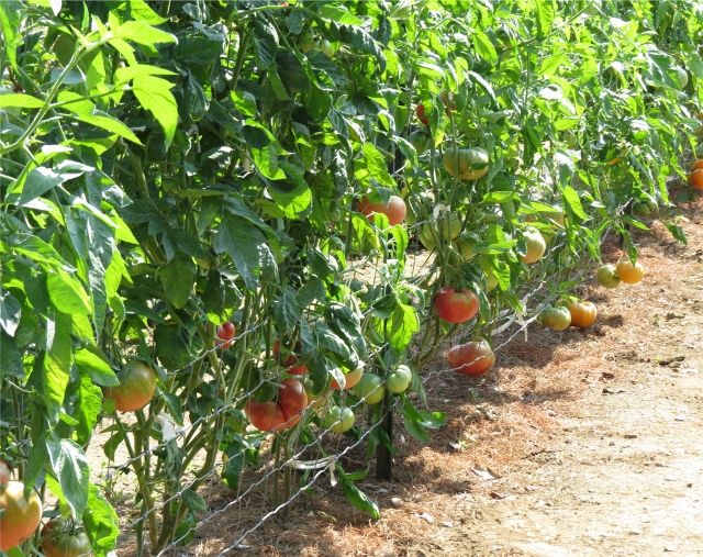  photo IMG_1244640x507_zps6aa3ed90.jpg