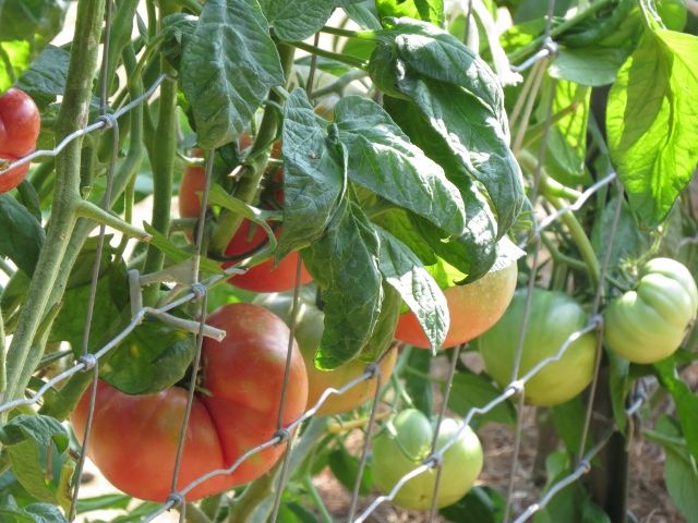  photo IMG_1245640x480_zpsdc39a6be.jpg