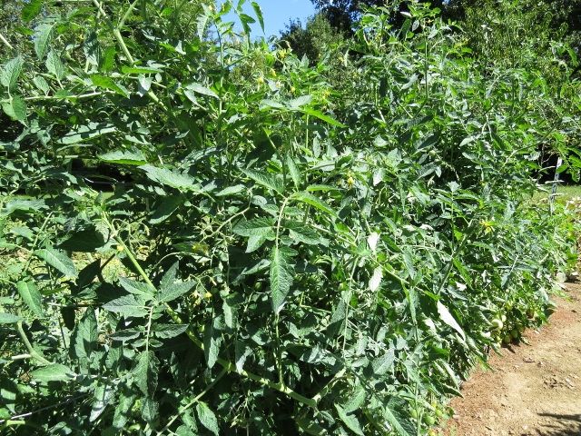  photo IMG_1263640x480_zpscfa49ba2.jpg