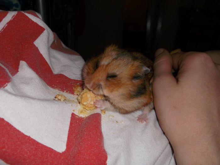 Eye stuck shut Hamster Central