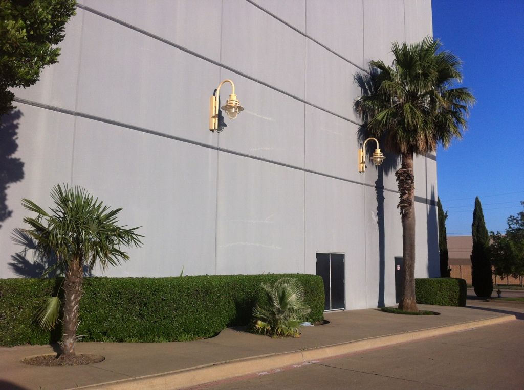 Tallest Living palms in DFW DISCUSSING PALM TREES WORLDWIDE PalmTalk