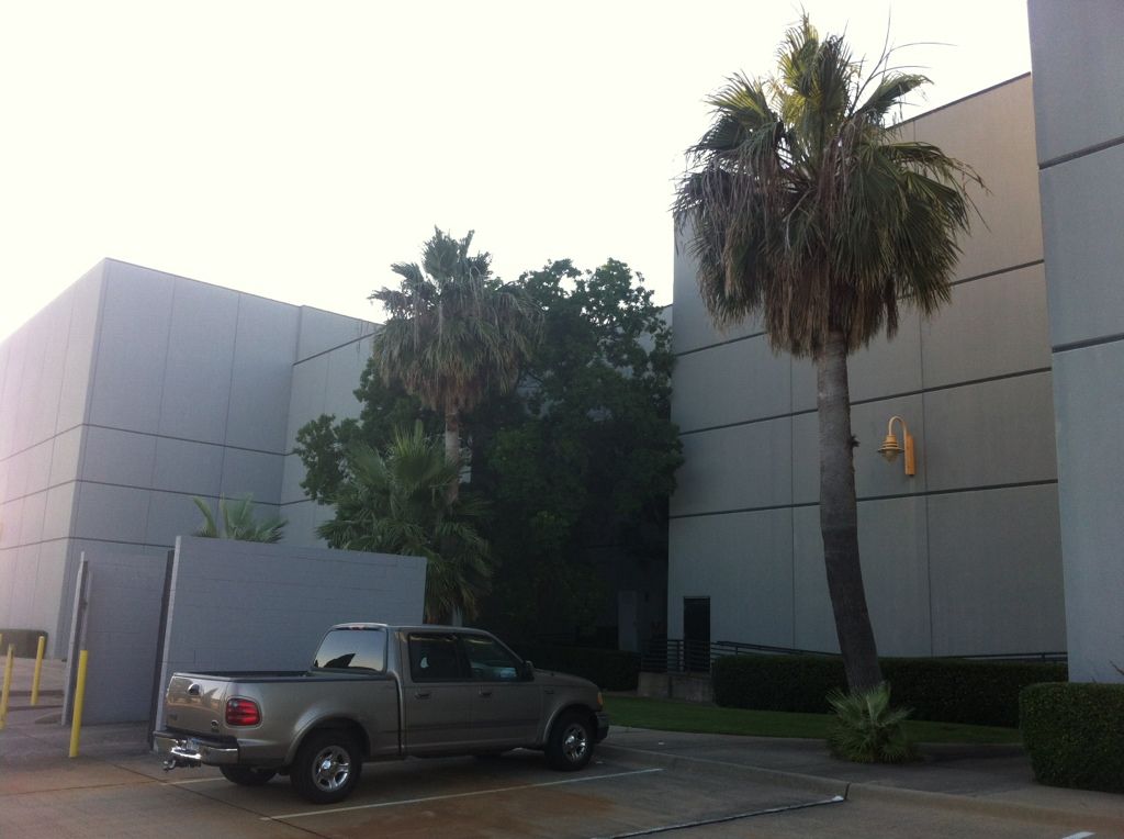 Tallest Living palms in DFW DISCUSSING PALM TREES WORLDWIDE PalmTalk