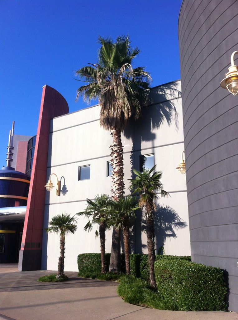 Tallest Living palms in DFW DISCUSSING PALM TREES WORLDWIDE PalmTalk