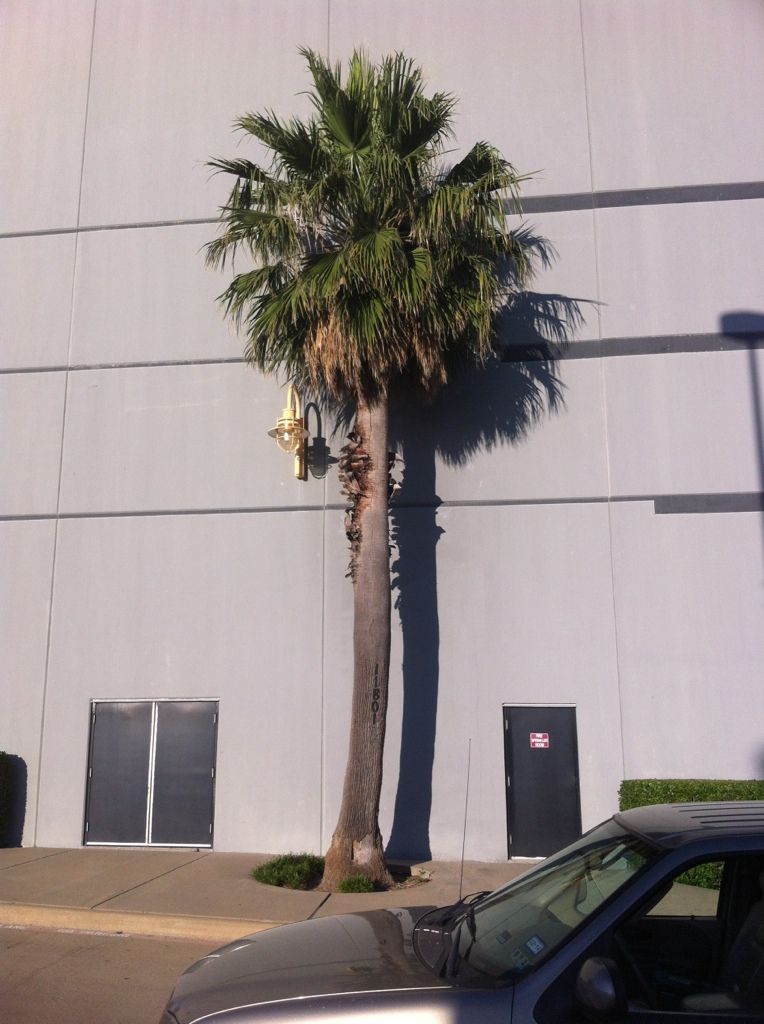 Tallest Living palms in DFW DISCUSSING PALM TREES WORLDWIDE PalmTalk