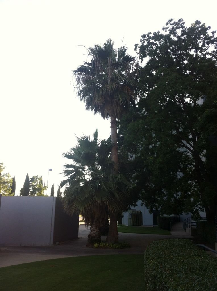 Tallest Living palms in DFW DISCUSSING PALM TREES WORLDWIDE PalmTalk