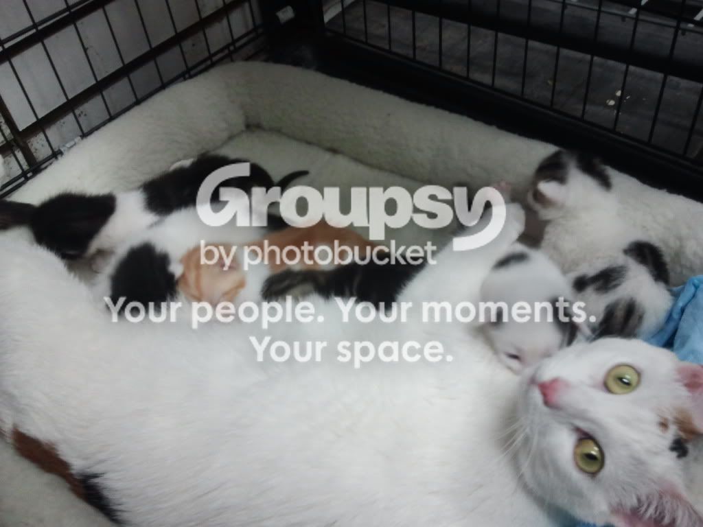 2012-03-13205305.jpg