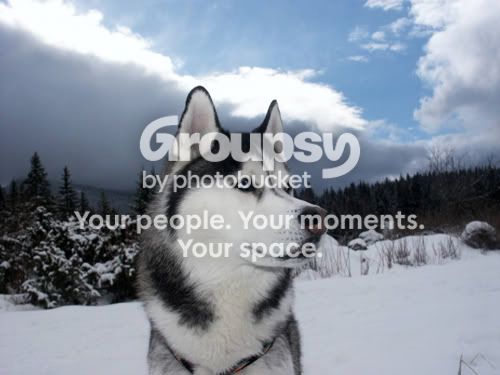siberian-husky.jpg