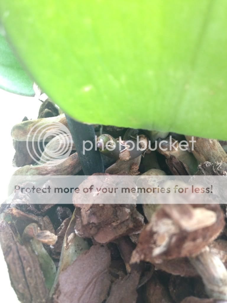 Photobucket Pictures, Images and Photos