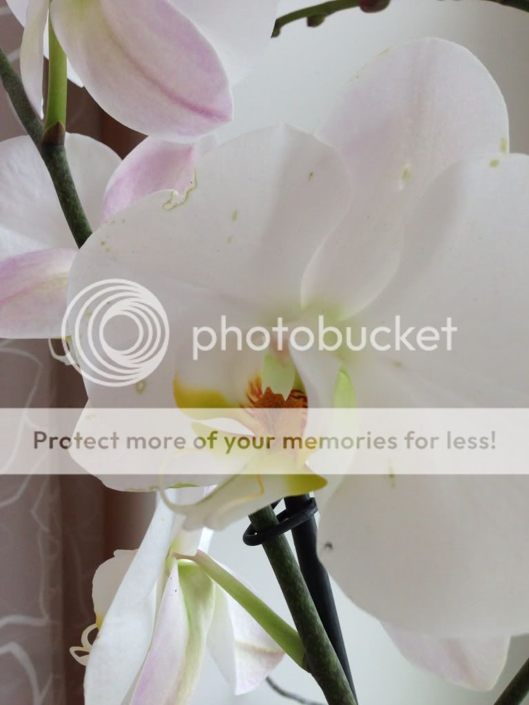 Photobucket Pictures, Images and Photos