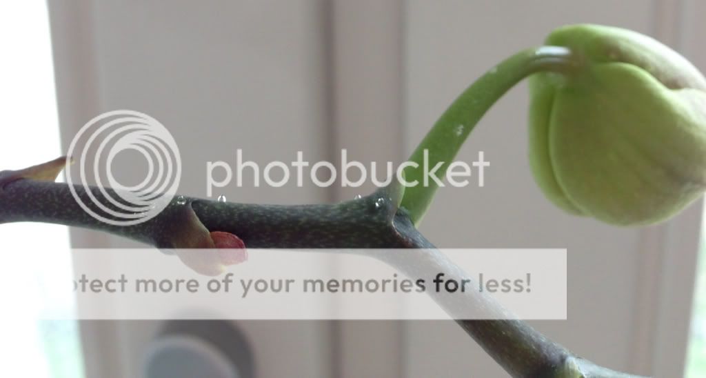 Photobucket Pictures, Images and Photos