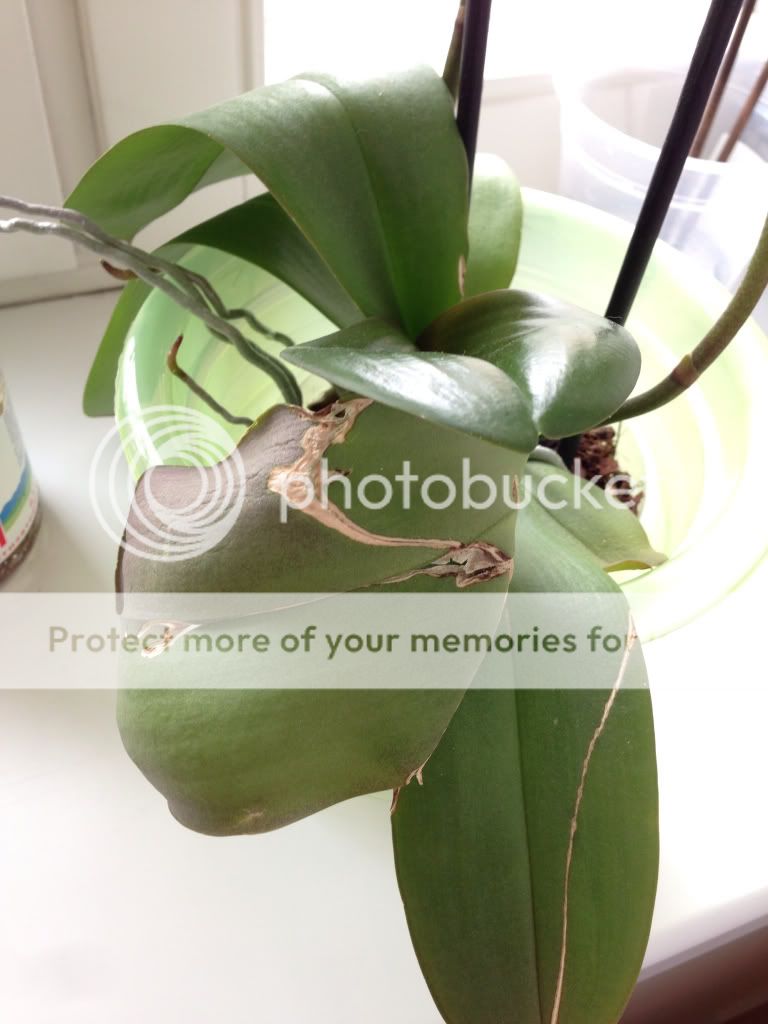 Photobucket Pictures, Images and Photos