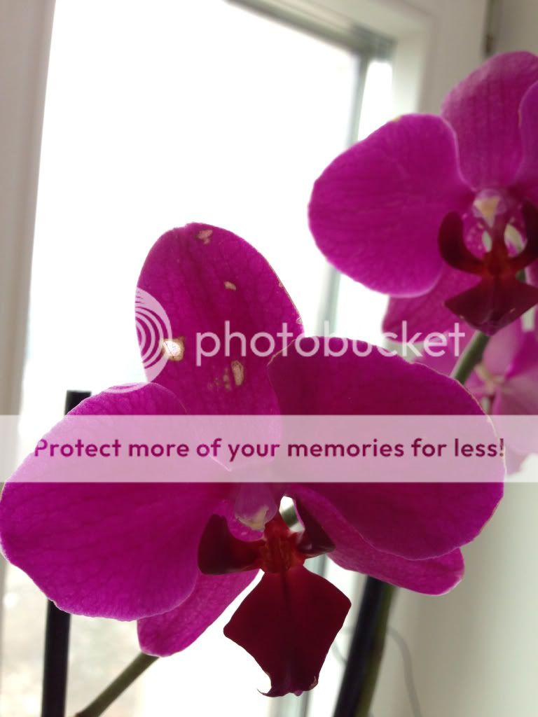 Photobucket Pictures, Images and Photos