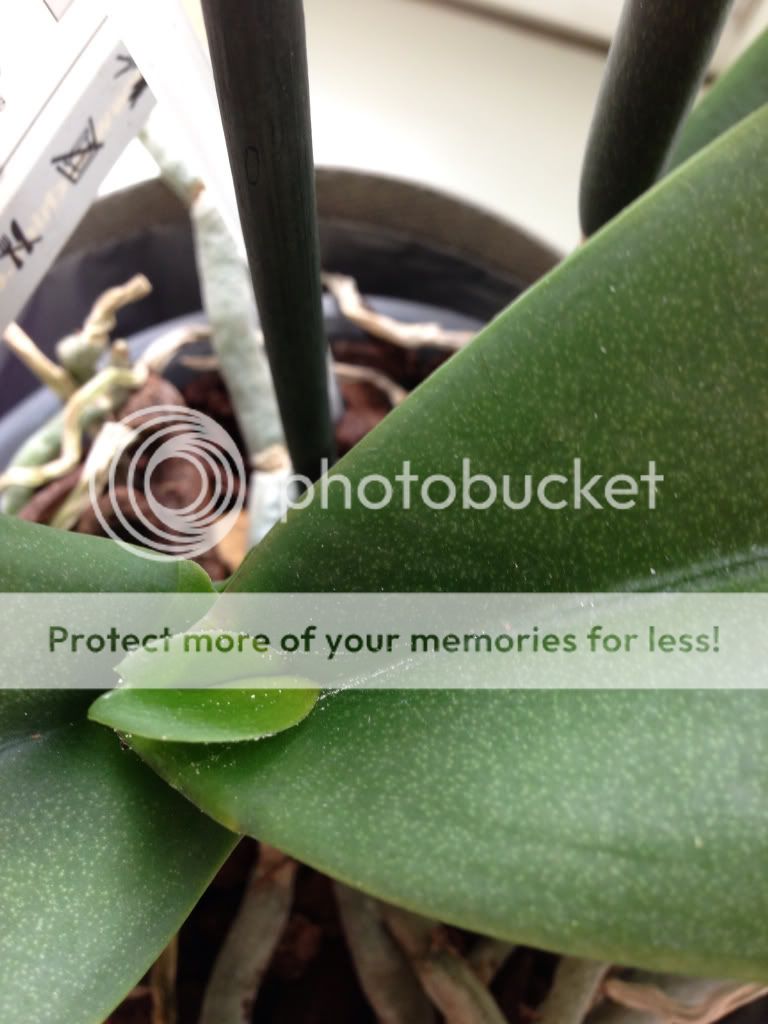 Photobucket Pictures, Images and Photos