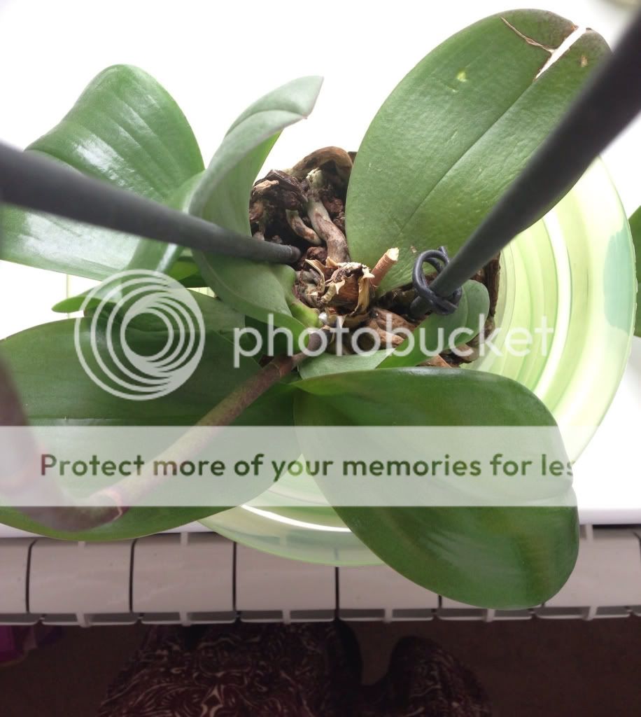 Photobucket Pictures, Images and Photos