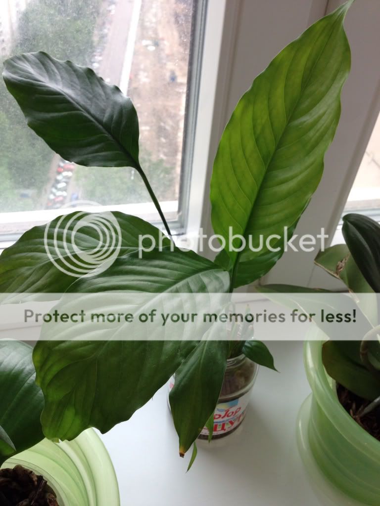 Photobucket Pictures, Images and Photos