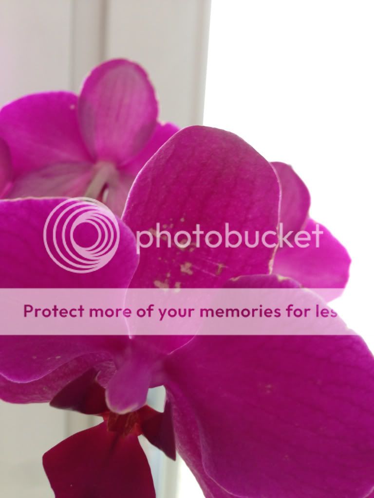 Photobucket Pictures, Images and Photos