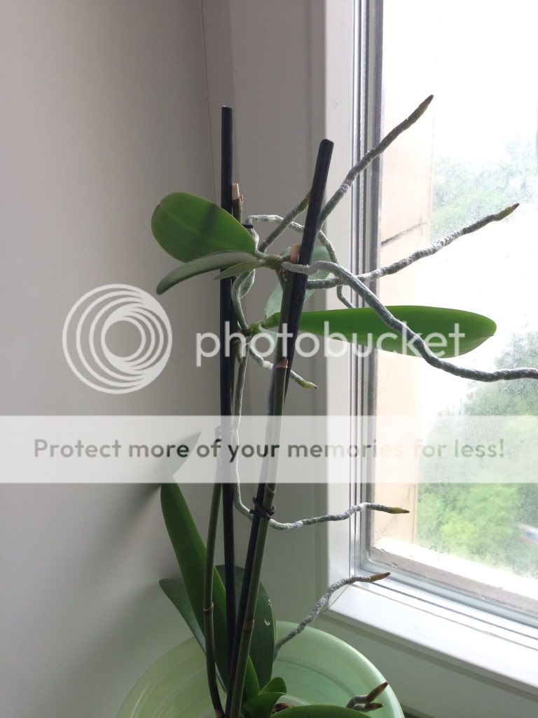 Photobucket Pictures, Images and Photos