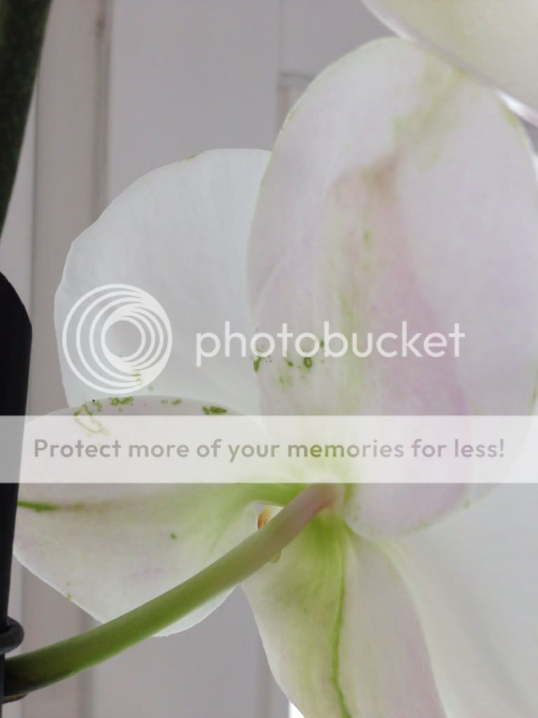 Photobucket Pictures, Images and Photos