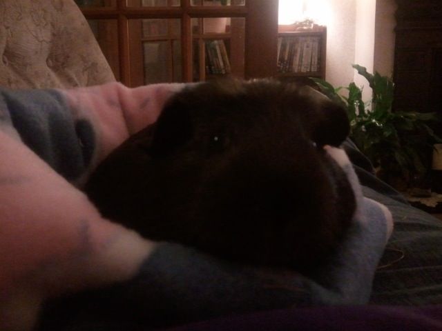 BiscuitandSnug_zpsc0ad2822.jpg