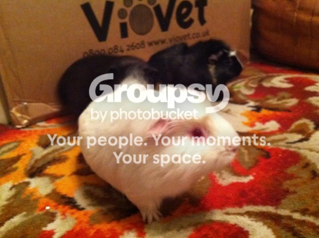 photo1_zpse9fdc0a6.jpg