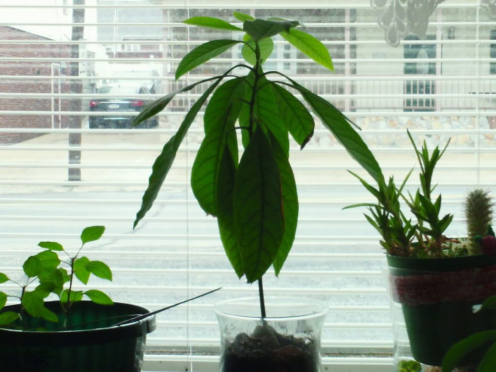 Avocado Tree as Indoor Bonsai? - HelpfulGardener.com